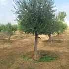 يوجد لدينا زيتون معمر مثمر جميع الأحجام ويوجد وسط ويوجد شتلا
