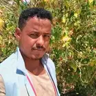 خبير حمام فرز الذكر والأنثى بالحجل وتنظيم الإنتاج