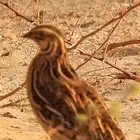 الي بيحجز سمان  فري بري مذبوح