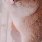 ذكر سكوتش فولد قولد