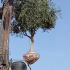 يوجد لدينا زيتون معمر مثمر جميع الأحجام ويوجد وسط ويوجد شتلا