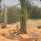 يوجد لدينا جميع انواع النخيل المثمر وتركيب الشبوك