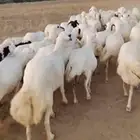 ضان رفيديات دفيع