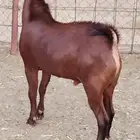 فحل أدهم فاخر