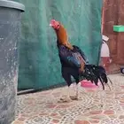 ديك شامو الماني(تم البيع)