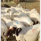 غنم رفيديه