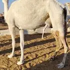 ناقة مميت ضيار