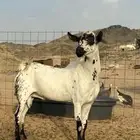 فحل بيشي