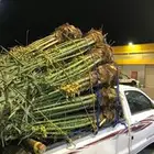 نخيل طيب وعلا الشرط