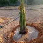 نخيل للبيع جميع لنواع وجميع المقاسات