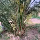 يتوجد لدينا جميع انواع النخيل العربي وشنطن