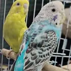 باجي طيور الحب