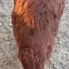 طلي سواكني تربية