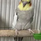 ذكر كروان