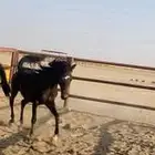 مهره دهما
