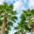 نقوم بتوريد النخيل الواشنطني الزينة واشجار الزيتون