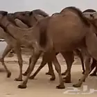 حياكم الله إبل غنم قروب
