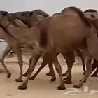 قروب حلال بيع وشراء