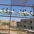 حمام باكستاني العدد حوالي 17 حبه