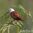 وايت هدمانكن فينش زيبرا تم البيع