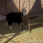 للبيع رخل نجديه وجبره بالحيل ومقفله شحم