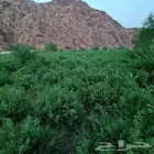 حناء ضواحي ينبع مطحون الكيس10 كيلو
