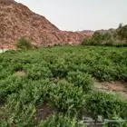 حناء المدينه مطحون جديد
