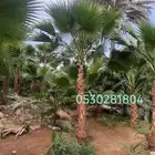 نخل واشنطني 053.028.1804