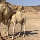 قعود قصب