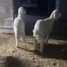 طليان 2 ورخل الطليان مليانه شحم