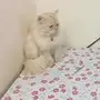 مفقودات