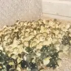 صوص بط بلدى الجموم عسفان