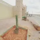 لشغل النخيل تكريب تحويض قلع وغرس مصداقية في المواعيد