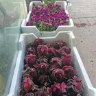 تنسيق حدائق