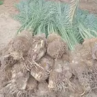 يوجد لدينا جميع أنواع النخيل وجميع المقاسات الليله شف ولا نظ