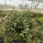 مشتل لبيع الشتلات وجميع انواع الاشجار والنخل الواشنطني