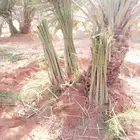 نقوم بقلع وغرس انخيل العربي جثايث نقايل فروخ تكريب جرد