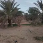 نخل خلااص للبيع