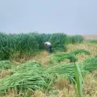 بونيكام مومباسا اسباني الهجين