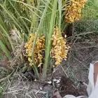 نخل مثمر للبيع