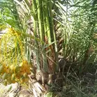 فروخ كبيره مثمره طيبه