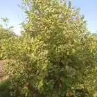 ليمون للبيع