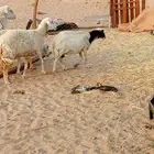 ضان دفيع شرط العدد 5بفحل