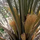 تشويك تلقيح تعديل تحويض صيانه عامه لنخيل واشنطن