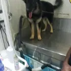 مندوب توصيل