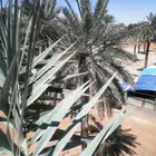تشويك تلقيح تعديل تحويض صيانه عامه لنخيل