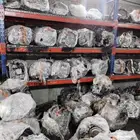 عالم الجربكسات الاوتوماتيك