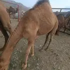 حشوان للبيع العدد3