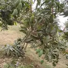 مانجوه هندي   تومي