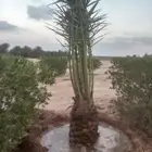 توريد جميع انواع انخل